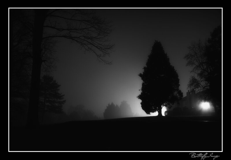 Silhouetted Trees in Fog — Black, Mysterious