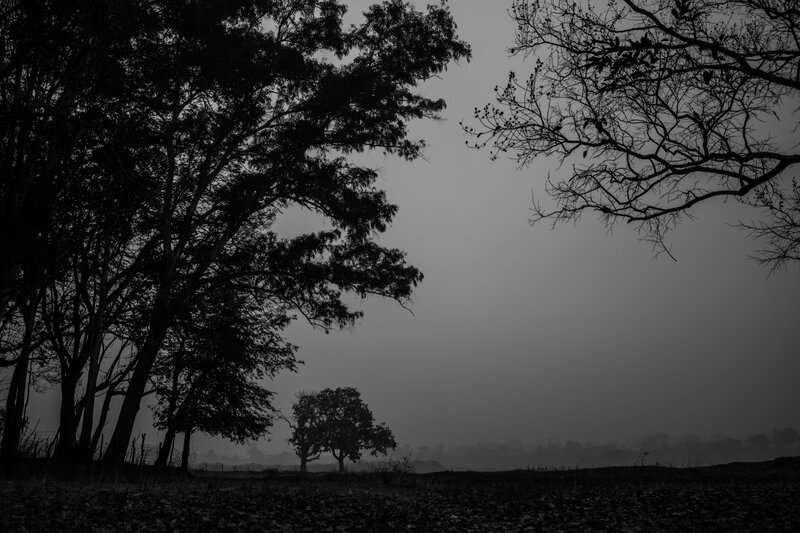 Silhouetted Trees in Fog — Black, Somber
