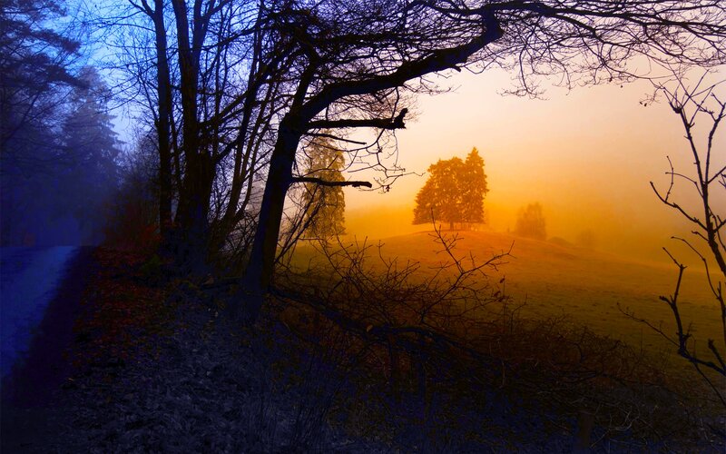 Silhouetted Trees in Fog — Blue, Dramatic
