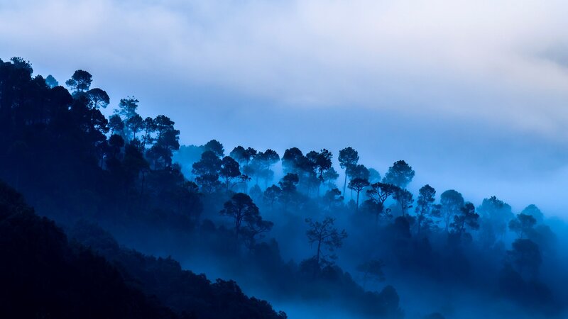 Silhouetted Trees in Fog — Blue, Misty