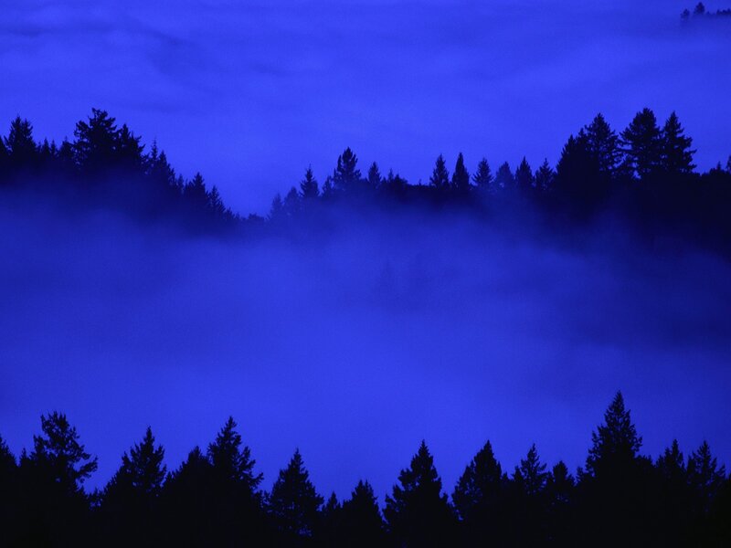 Silhouetted Trees in Fog — Blue, Serene, Night, Photograph, Night Sky