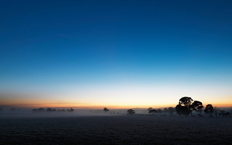 Silhouetted Trees in Fog — Blue, Serene, Sunrise