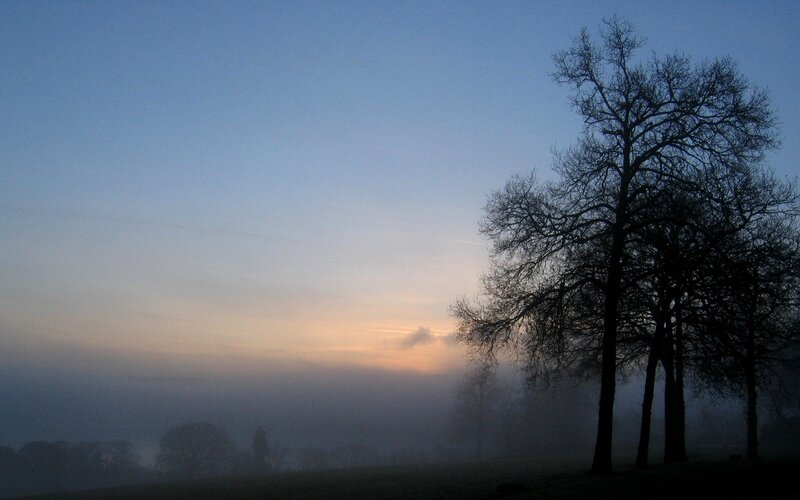 Silhouetted Trees in Fog — Blue, Serene