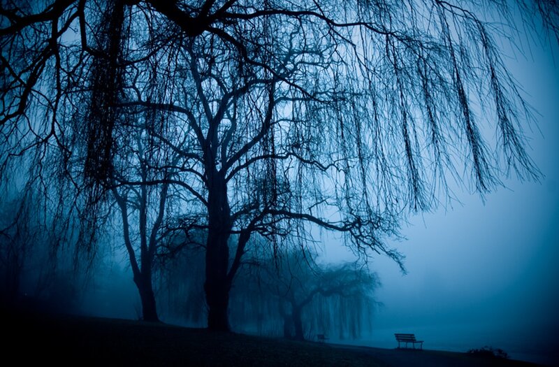 Silhouetted Trees in Fog — Blue, Somber, Night