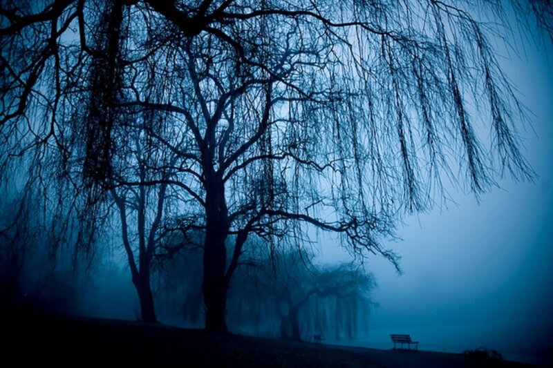 Silhouetted Trees in Fog — Blue, Somber