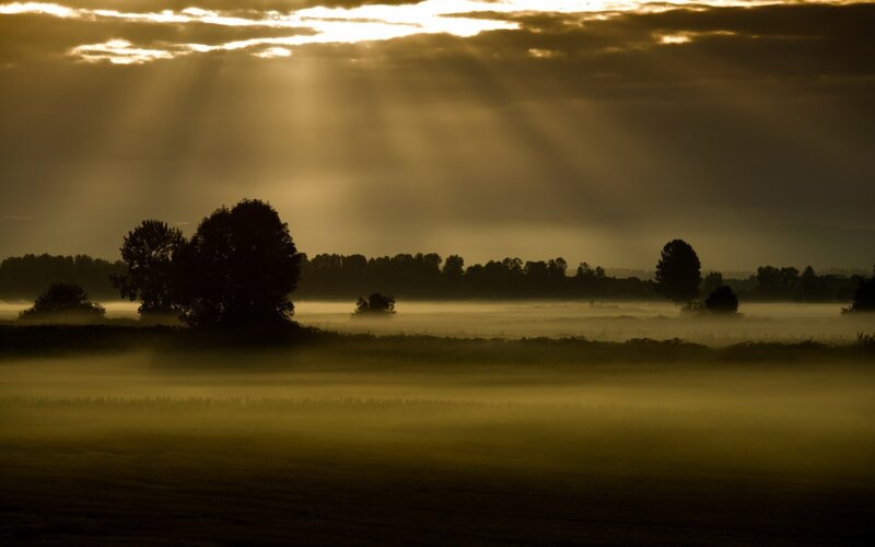 Silhouetted Trees in Fog — Gold, Dramatic, Morning