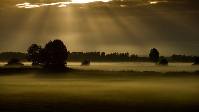 Silhouetted Trees in Fog — Gold, Dramatic