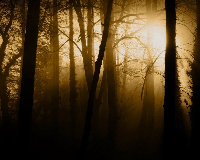 Silhouetted Trees in Fog — Gold, Mysterious