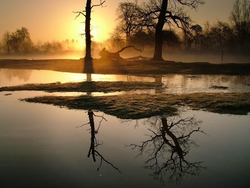 Silhouetted Trees in Fog — Gold, Serene