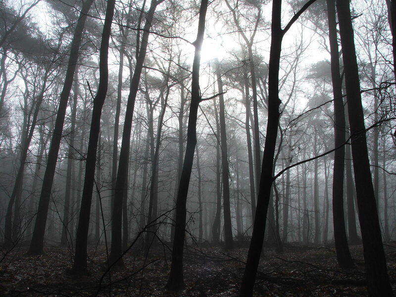 Silhouetted Trees in Fog — Gray, Misty, Morning, Photograph