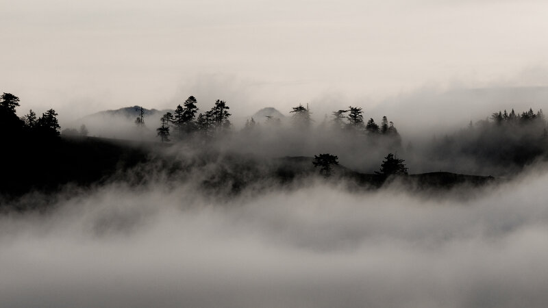 Silhouetted Trees in Fog — Gray, Misty, Morning