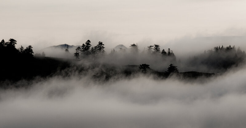 Silhouetted Trees in Fog — Gray, Misty