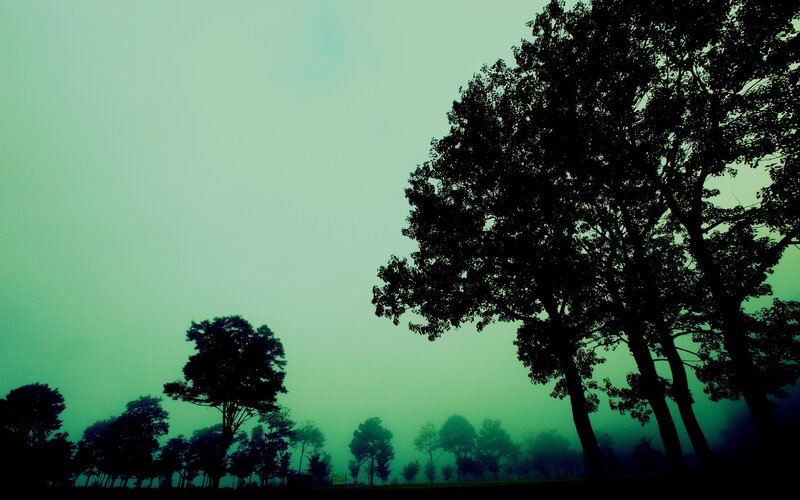 Silhouetted Trees in Fog — Green, Misty
