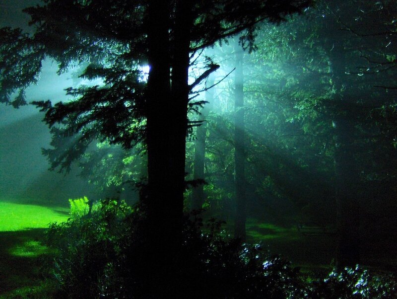 Silhouetted Trees in Fog — Green, Mysterious