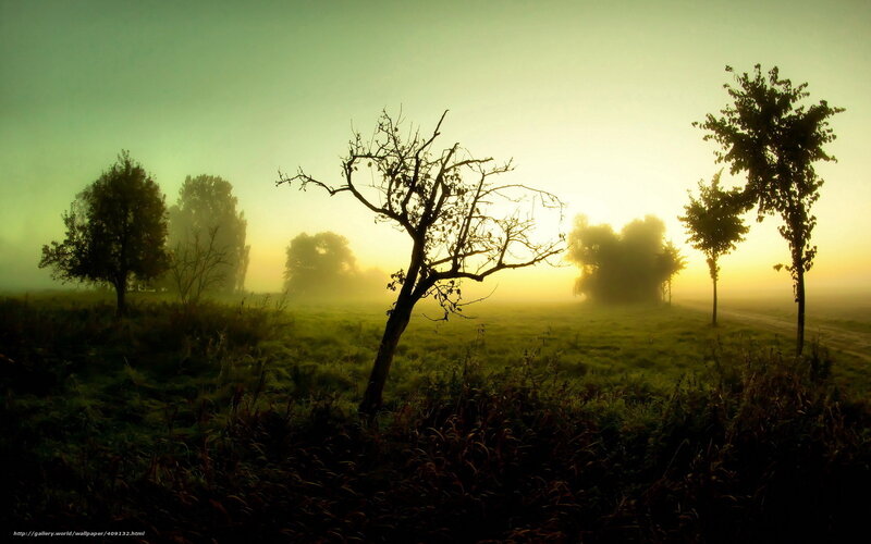 Silhouetted Trees in Fog — Green, Serene