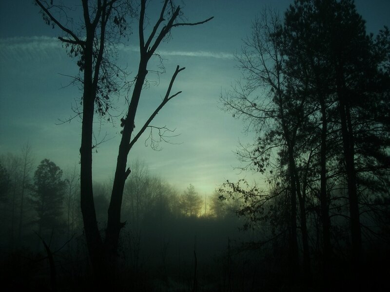 Silhouetted Trees in Fog — Green