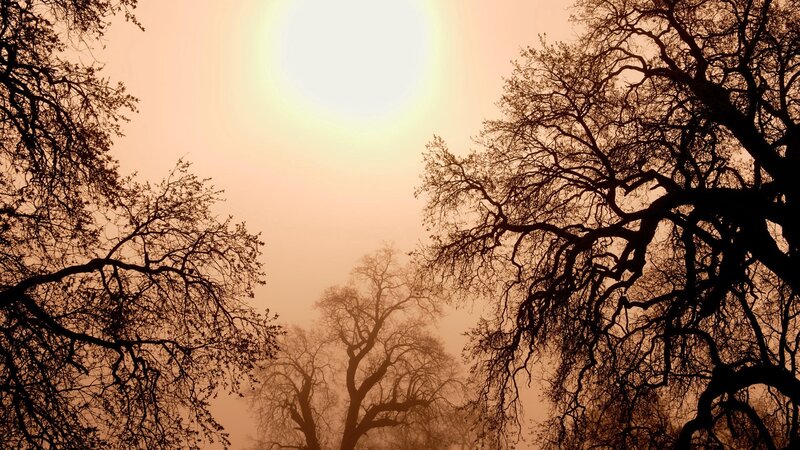 Silhouetted Trees in Fog — Orange, Atmospheric, Sunset