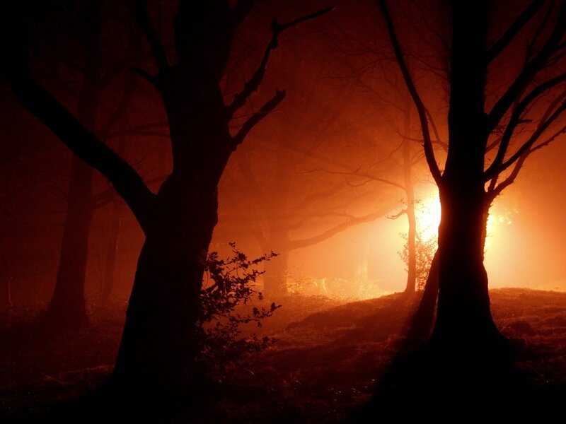 Silhouetted Trees in Fog — Orange, Dramatic, Night, Photograph, Light