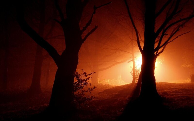 Silhouetted Trees in Fog — Orange, Dramatic, Night, Photograph
