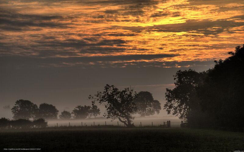 Silhouetted Trees in Fog — Orange, Dramatic, Sunrise
