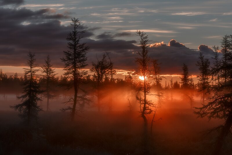 Silhouetted Trees in Fog — Orange, Dramatic, Sunset, Photograph, Sun, Clouds