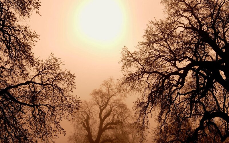 Silhouetted Trees in Fog — Orange, Dramatic, Sunset, Photograph, Sun