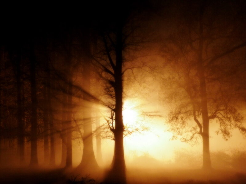 Silhouetted Trees in Fog — Orange, Dramatic, Sunset, Photograph, Sunlight, Black, Yellow