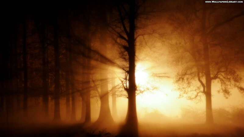 Silhouetted Trees in Fog — Orange, Dramatic, Sunset, Photograph, Sunlight