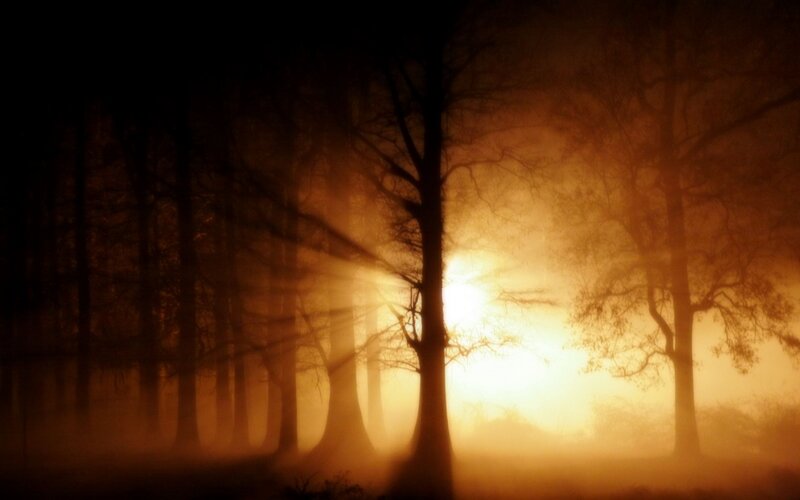 Silhouetted Trees in Fog — Orange, Dramatic, Sunset