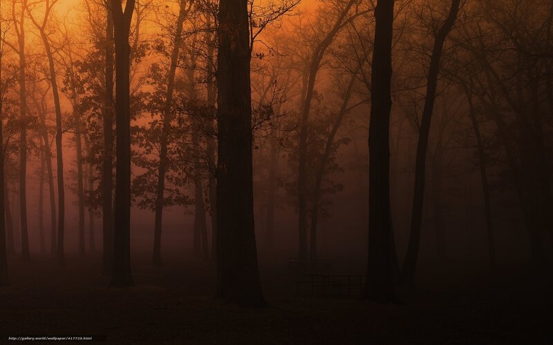 Silhouetted Trees in Fog — Orange, Mysterious, Sunset, Photograph