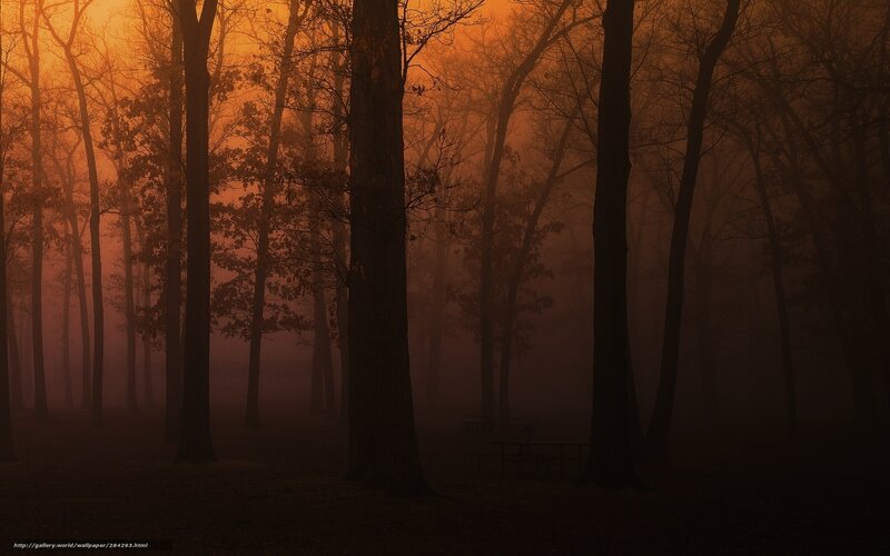Silhouetted Trees in Fog — Orange, Mysterious, Sunset