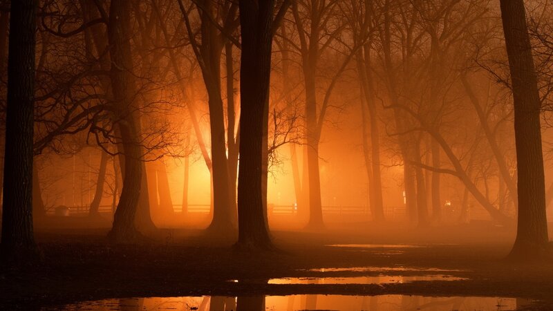 Silhouetted Trees in Fog — Orange, Mysterious