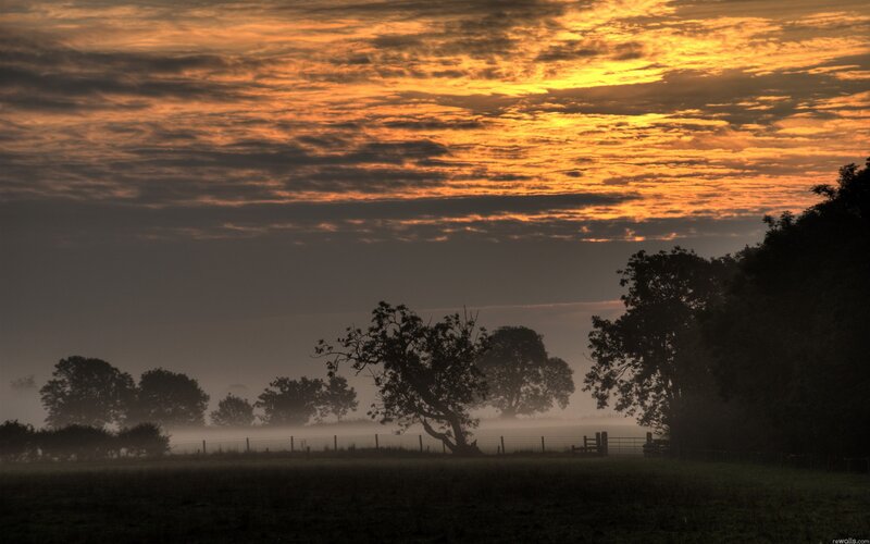 Silhouetted Trees in Fog — Orange, Serene, Sunrise, Photograph, Sky