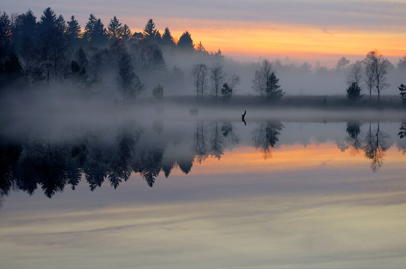 Silhouetted Trees in Fog — Orange, Serene, Sunrise, Photograph