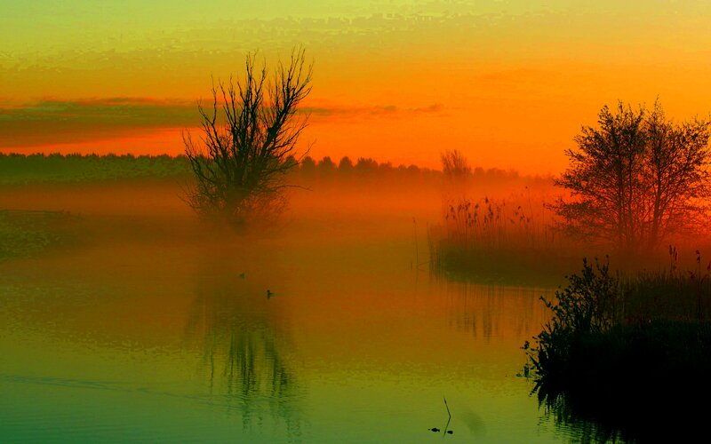 Silhouetted Trees in Fog — Orange, Serene