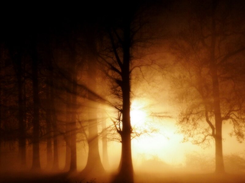 Silhouetted Trees in Fog — Orange