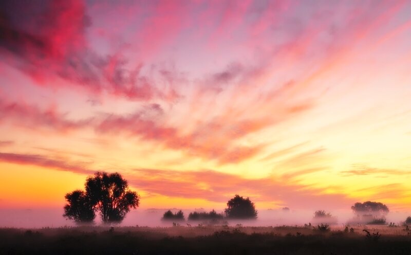 Silhouetted Trees in Fog — Pink, Serene