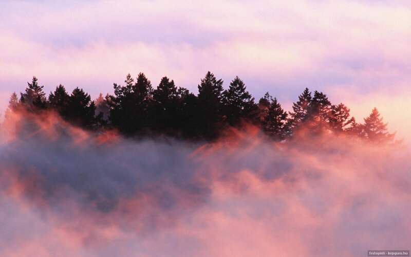 Silhouetted Trees in Fog — Pink