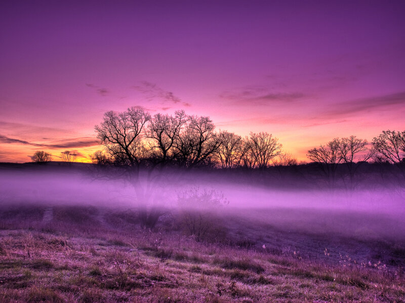 Silhouetted Trees in Fog — Purple, Serene