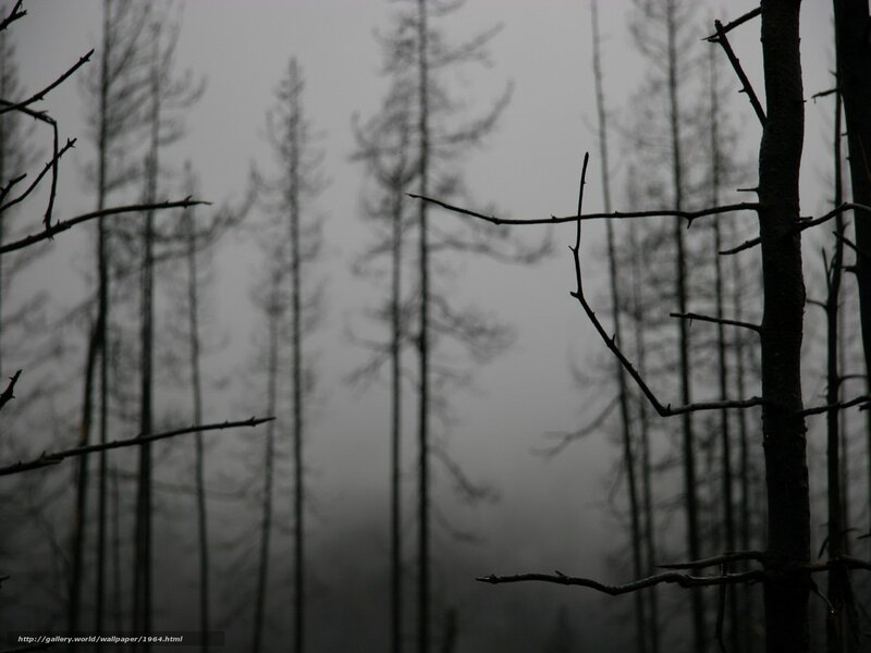 silhouetted trees in fog
