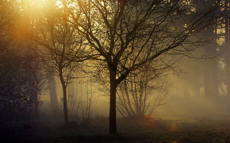 Silhouetted Trees in Fog — Yellow, Serene, Morning, Photograph