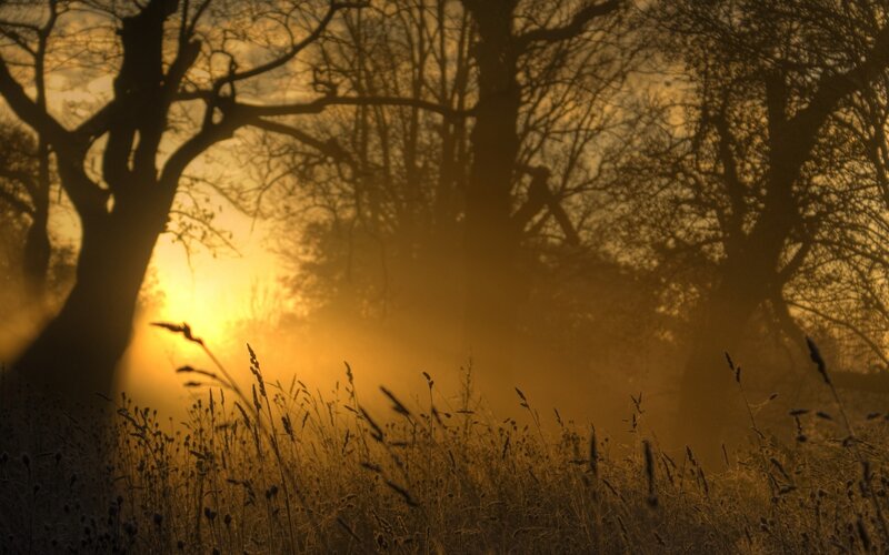 Silhouetted Trees in Fog — Yellow, Serene, Sunset