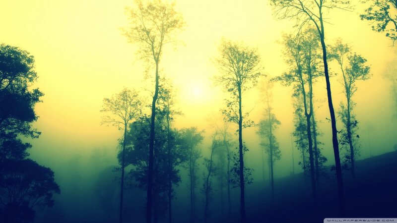 Silhouetted Trees in Fog — Yellow, Serene