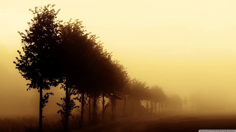 Silhouetted Trees in Fog — Yellow