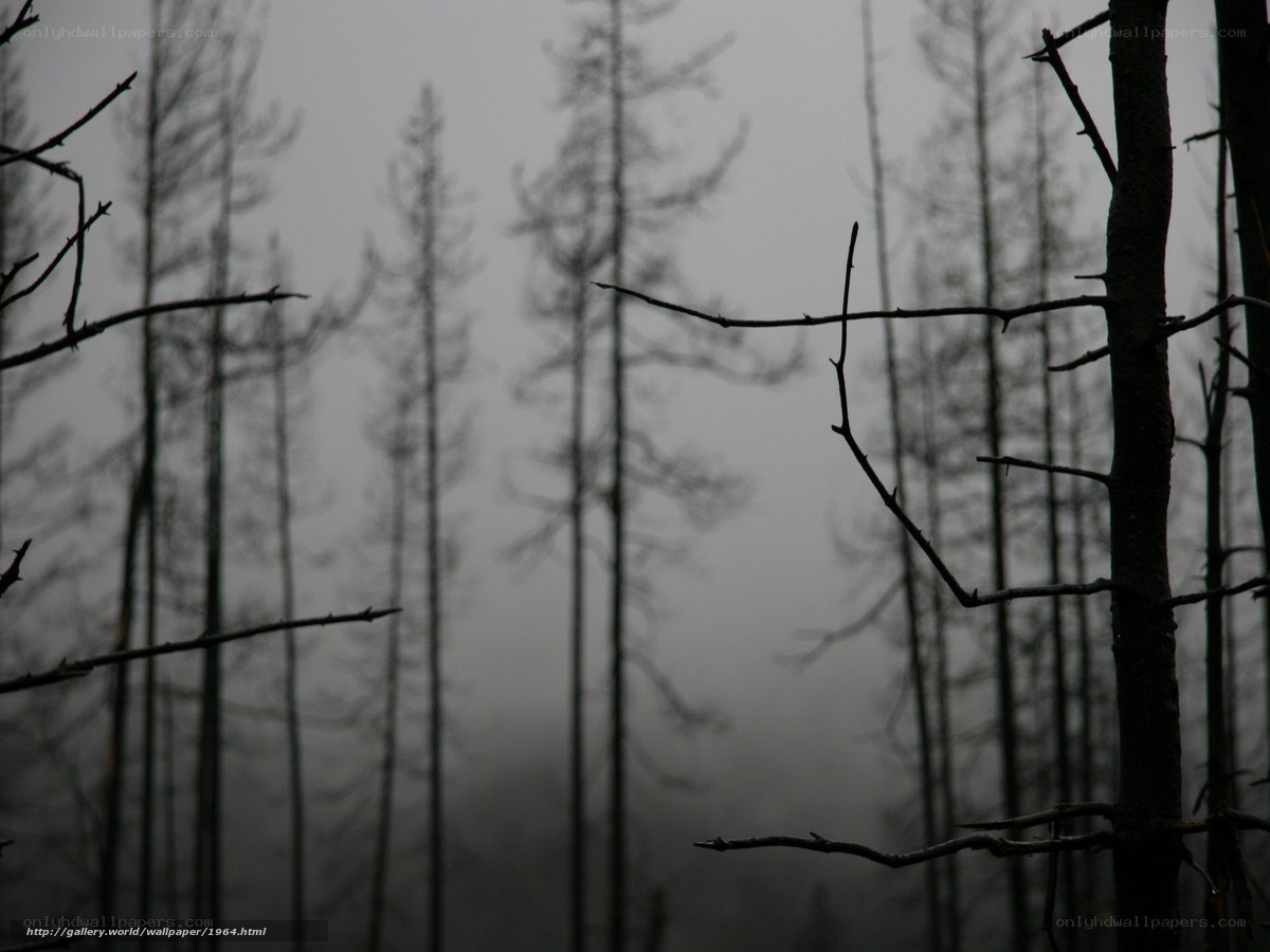 silhouetted trees in fog