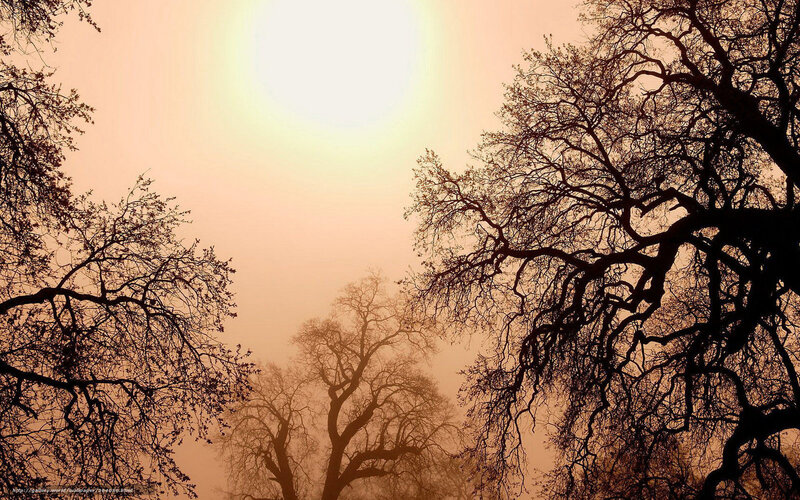 Silhouetted trees in foggy light