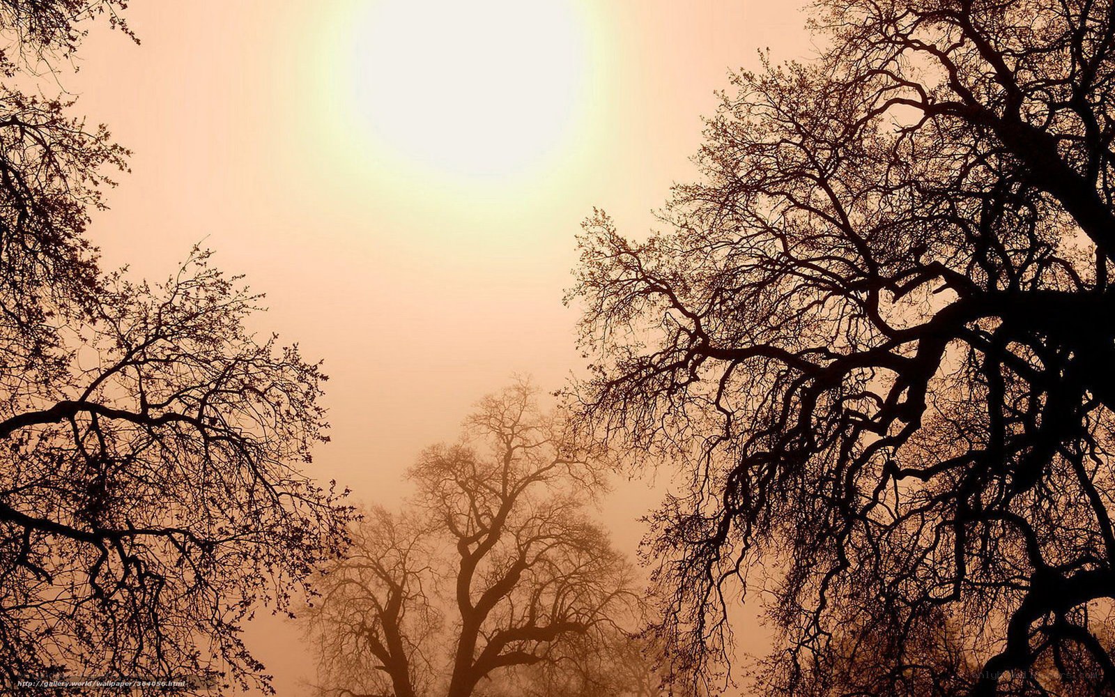 Silhouetted trees in foggy light