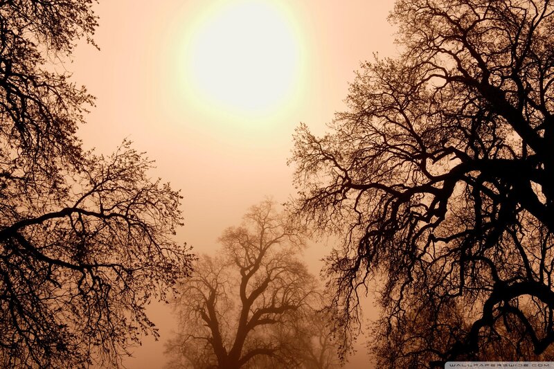 Silhouetted trees in foggy sunset