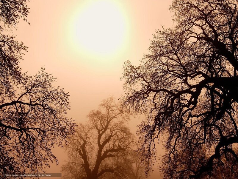 Silhouetted trees in foggy sunset