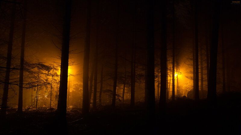 Silhouetted Trees in Forest — Black, Dark, Mysterious